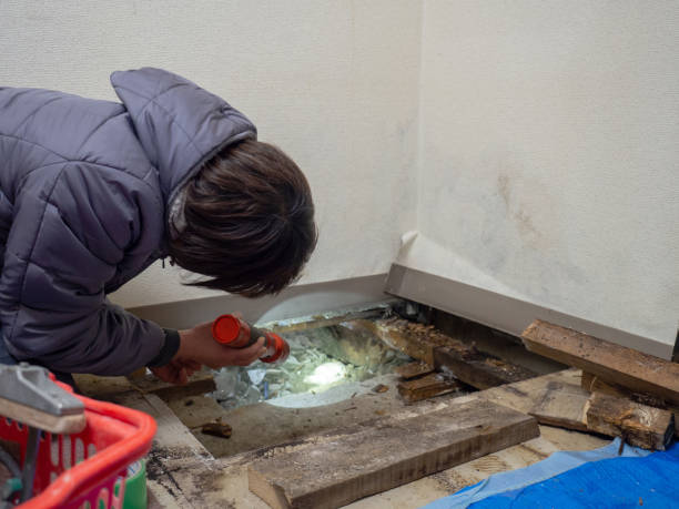 Best Mold Removal for HVAC Installations  in Fox Lake Hls, IL