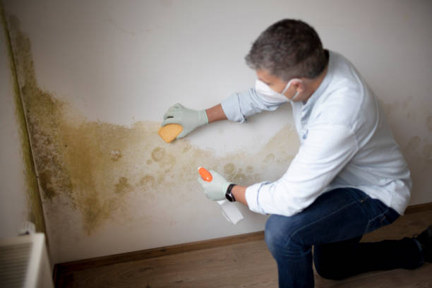 Best Biohazard Mold Removal  in Fox Lake Hls, IL