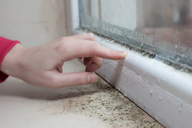 Best Dehumidification Services  in Fox Lake Hls, IL