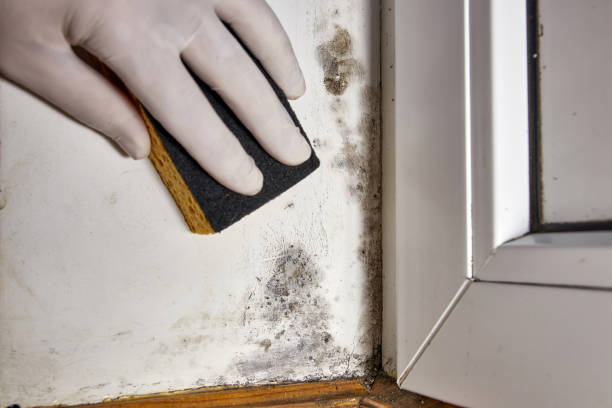 Trusted Fox Lake Hills, IL Mold Removal Experts