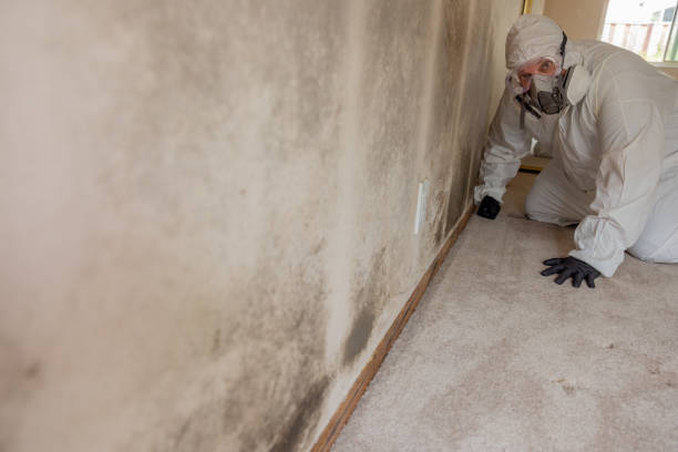Best Mold Documentation for Insurance Claims  in Fox Lake Hls, IL